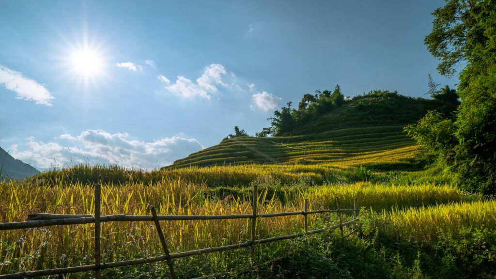 Golden rice terraces at harvest time in the northern highlands