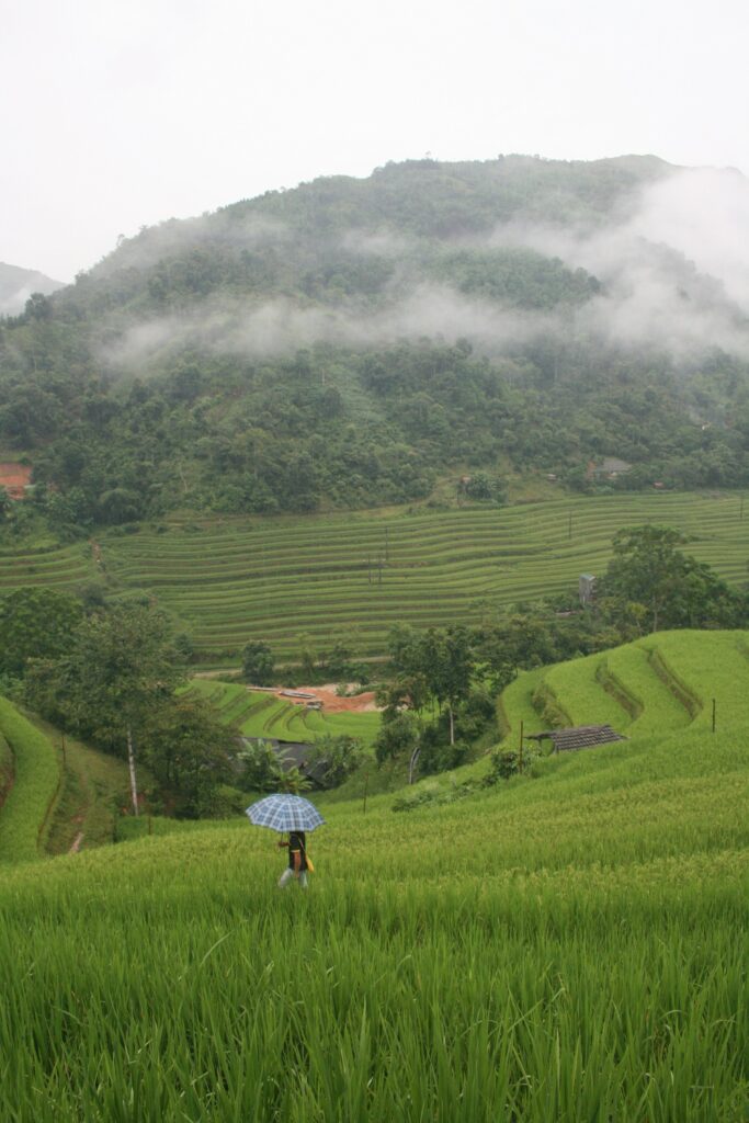 Water-filled rice terraces reflecting the sky