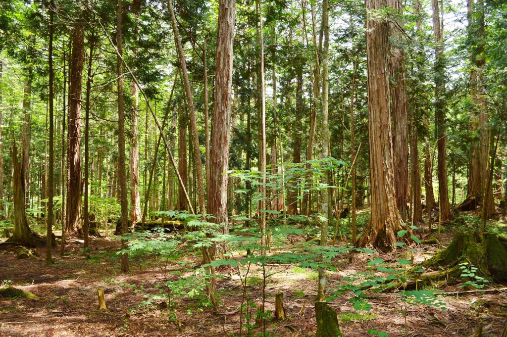 Cypress forest in Akasawa Natural Recreational Forest in the Kiso Valley