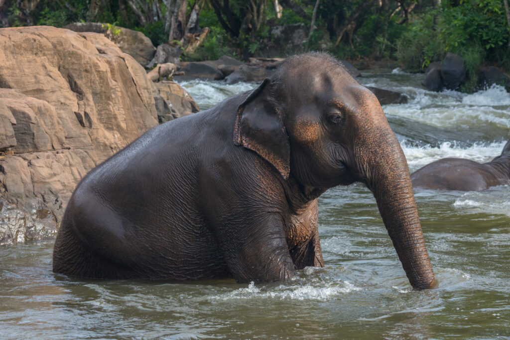 Elephant bathing in the clear waters of Tad Lo