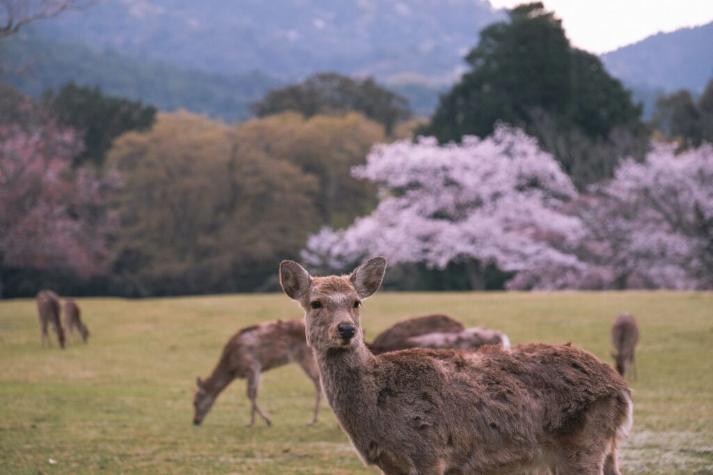 Nara deer park