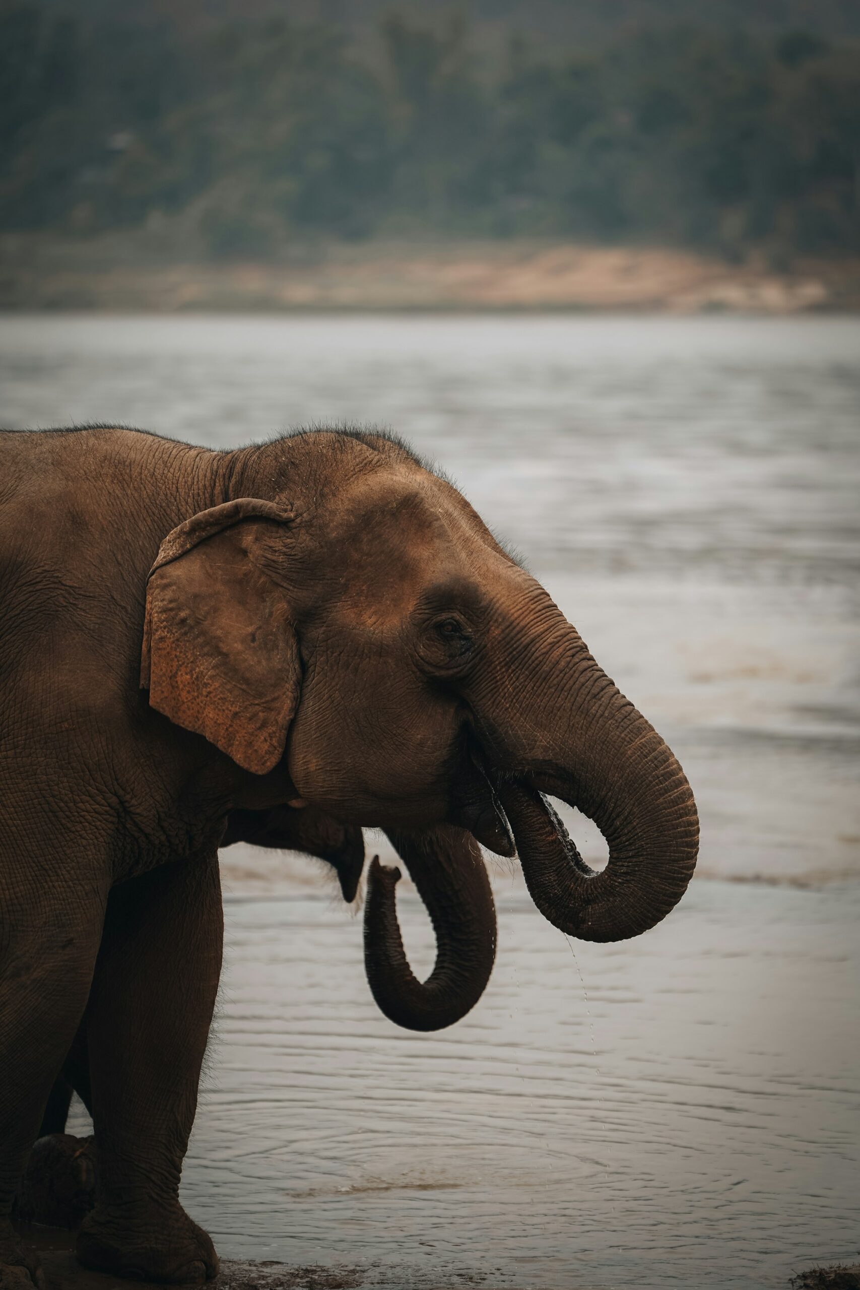 Laos elephant sanctuary river bathing