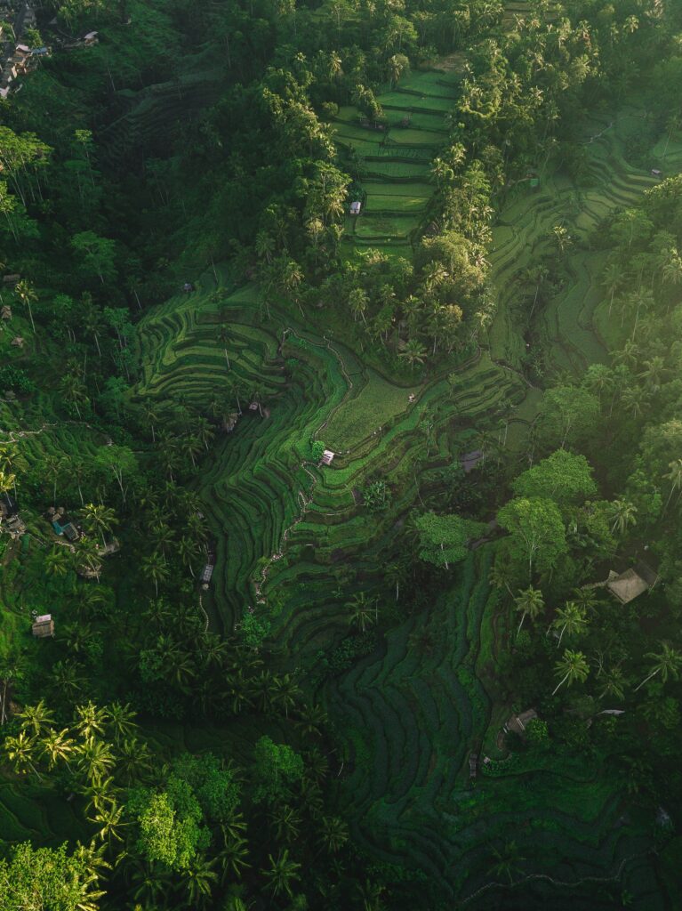 Rice terraces — Mu Cang Chai: Rice Terraces and Hill Tribes