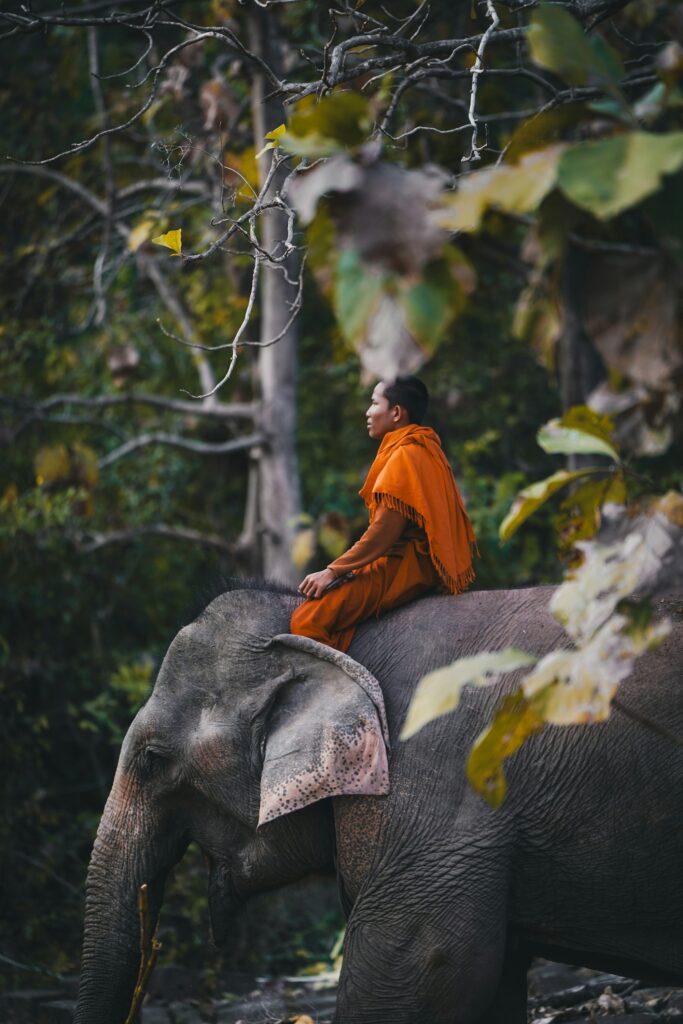 Laos countryside jungle trail elephant trek