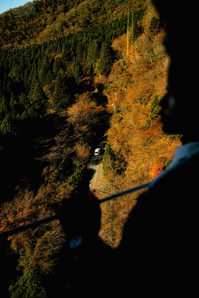 Japan autumn maple forest