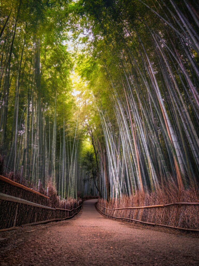 Arashiyama bamboo grove, Kyoto — Fairmont to Six Senses: A Honeymoon Journey