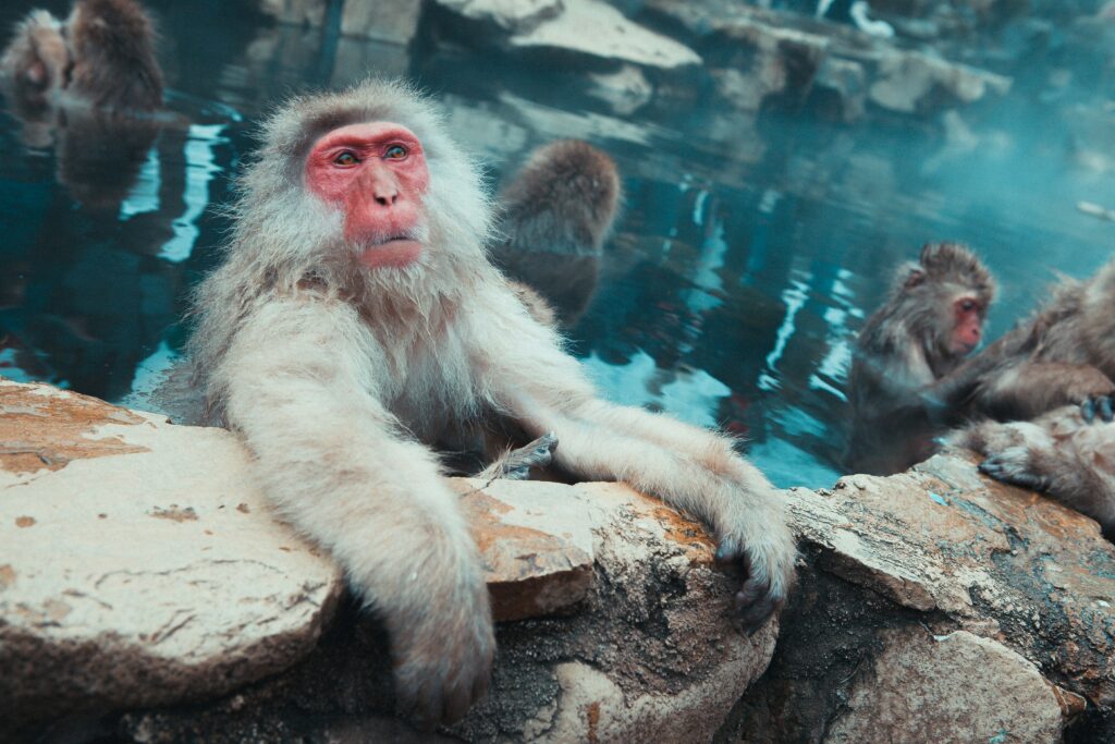 Onsen — Kyushu Hot Springs & Flavours