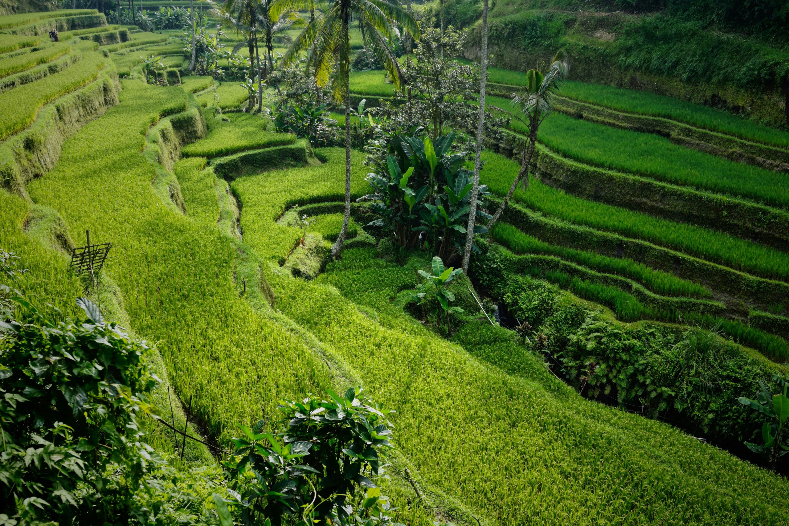 Rice terraces — Mu Cang Chai: Rice Terraces and Hill Tribes