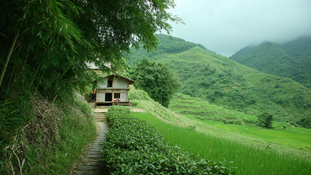 Stone path through tea, bamboo and terraces toward a Hoang Su Phi village homestay