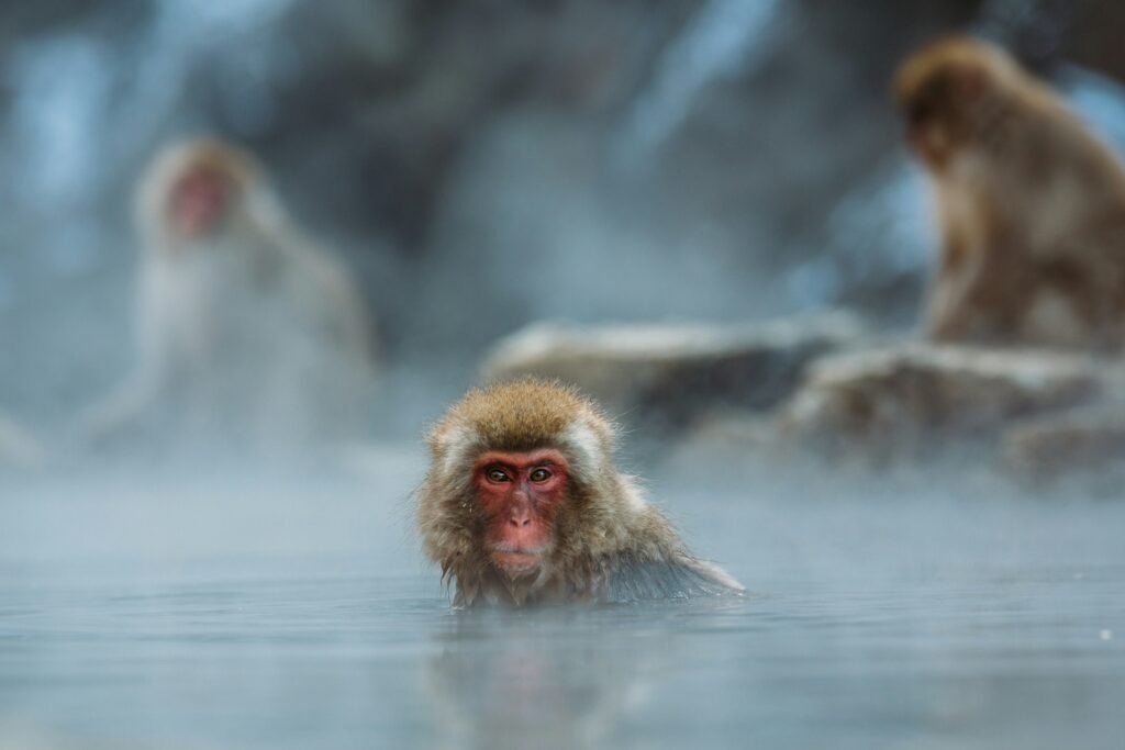 Onsen — Kyushu Hot Springs & Flavours