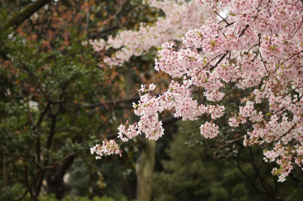 snowy flat overcast — Japan: A Family Journey
