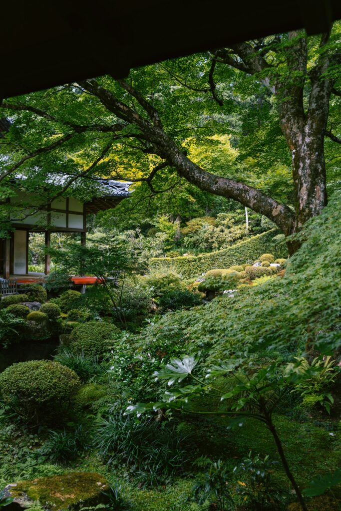 Japanese garden moss