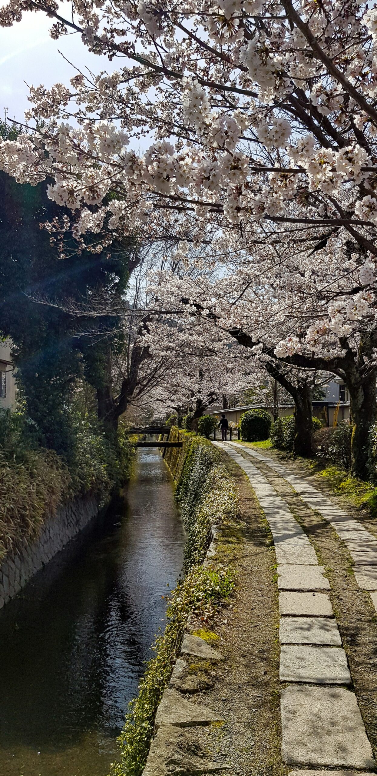 Kyoto cherry blossom canal path