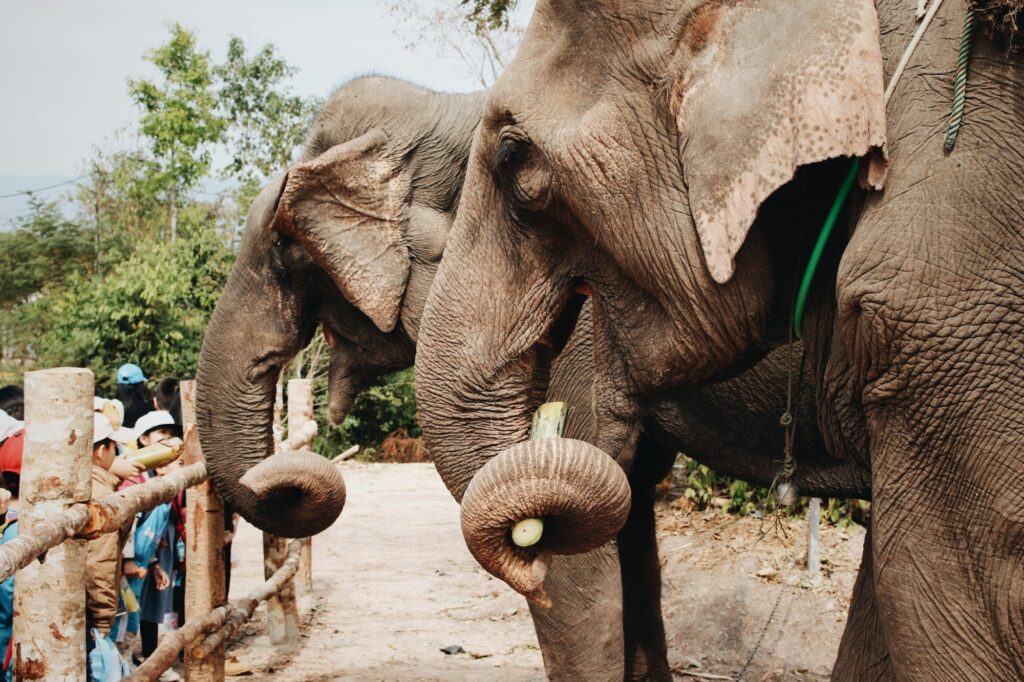 Laos elephant trekking jungle path
