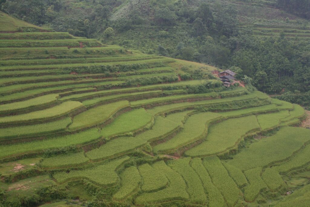 Terraced rice fields stepping down a hillside in northern Vietnam