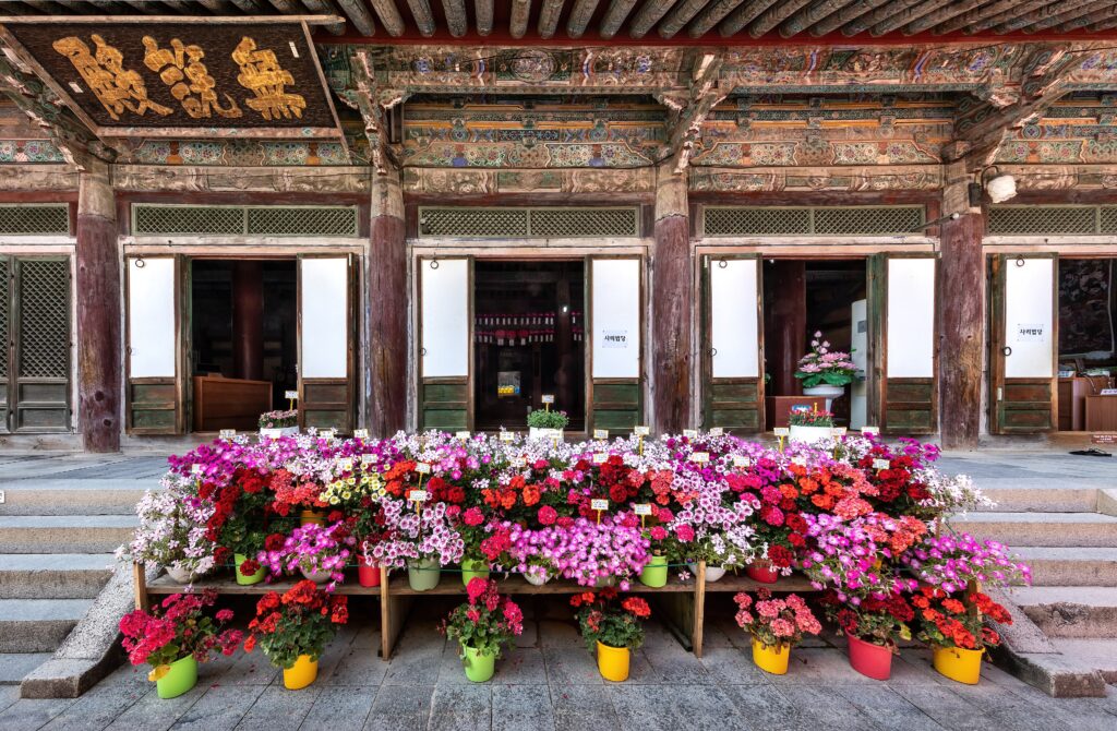 3840px-Many colorful flowerpots in front of Bulguksa temple in Gyeongju South Korea