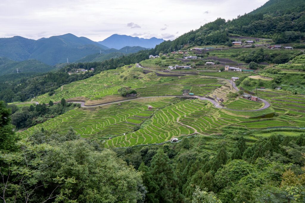Japan rice terrace