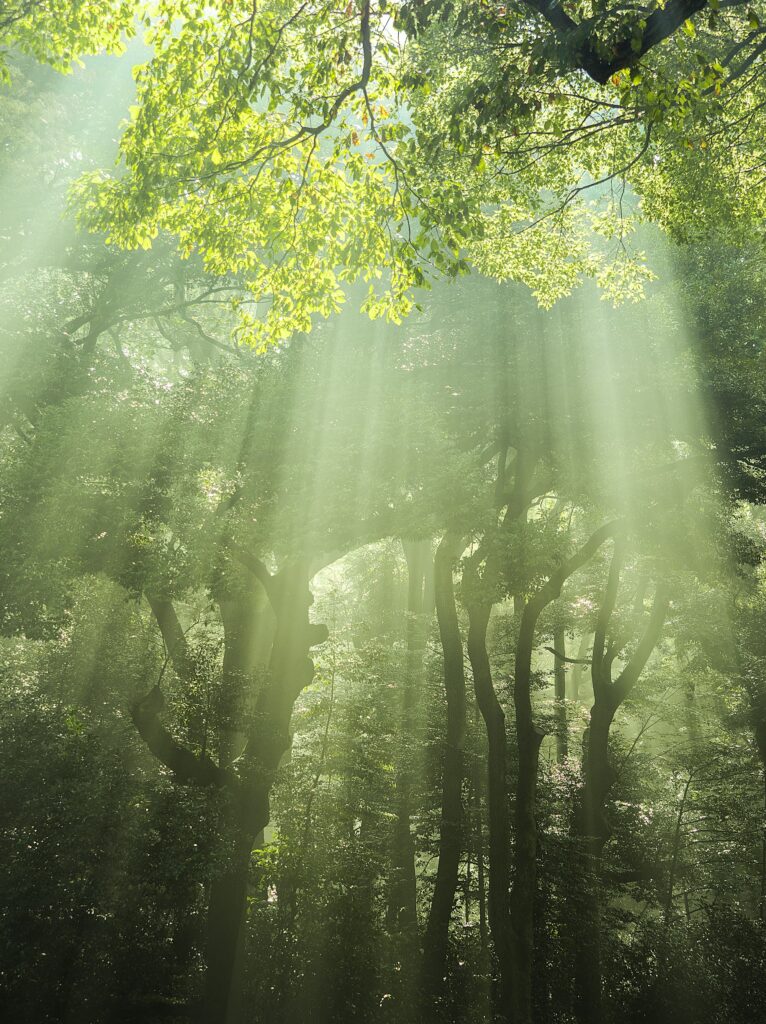 Japan forest sunlight rays