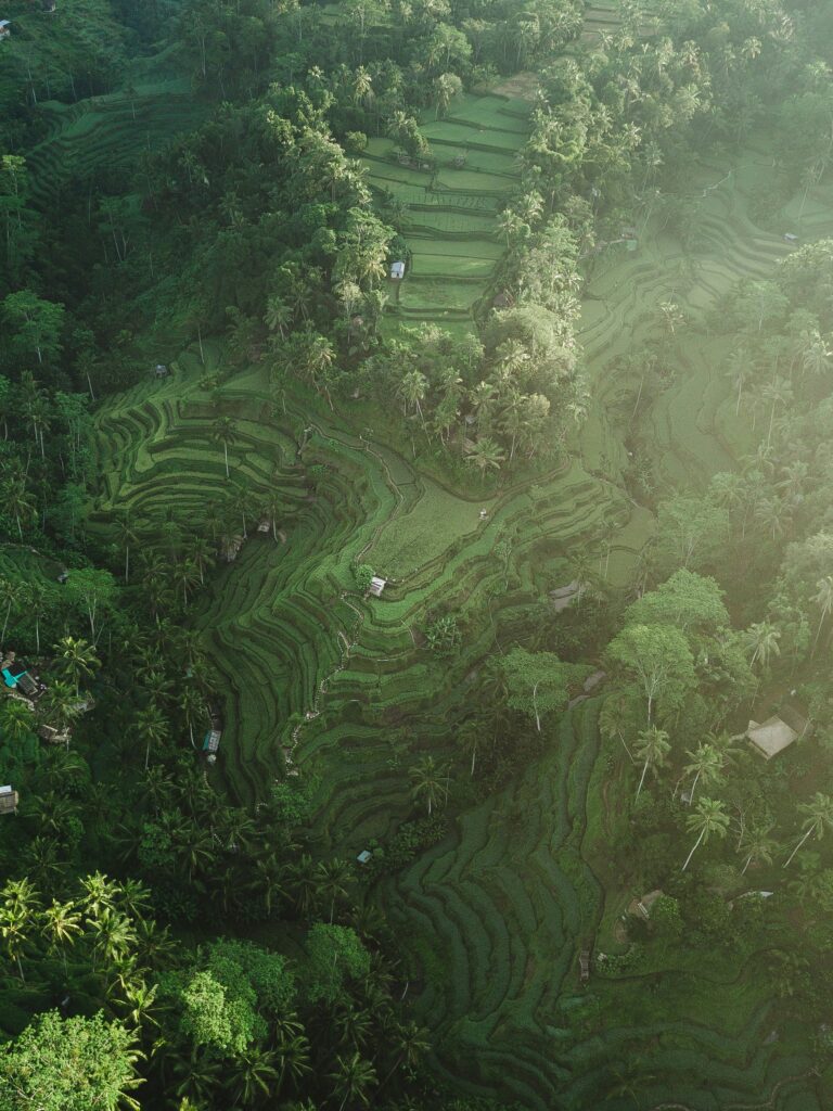 Rice terraces — Mu Cang Chai: Rice Terraces and Hill Tribes