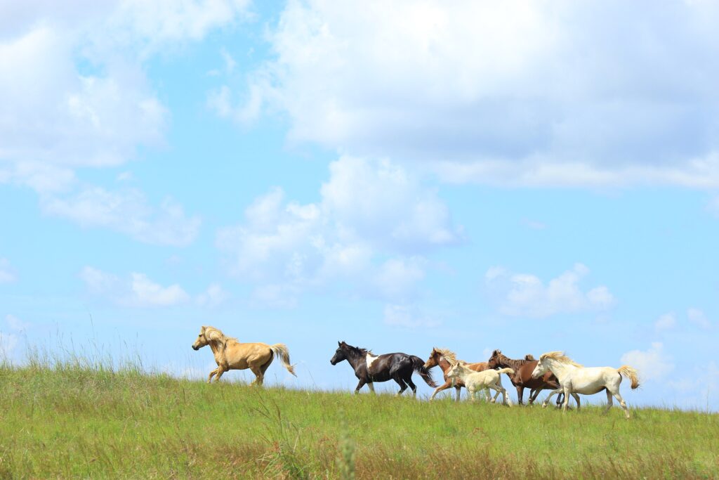 3840px-Kuda Pulau Sumba
