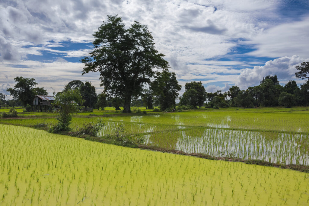 Green landscape with opaque paddy fields and cloudy blue sky in Laos (HDR)