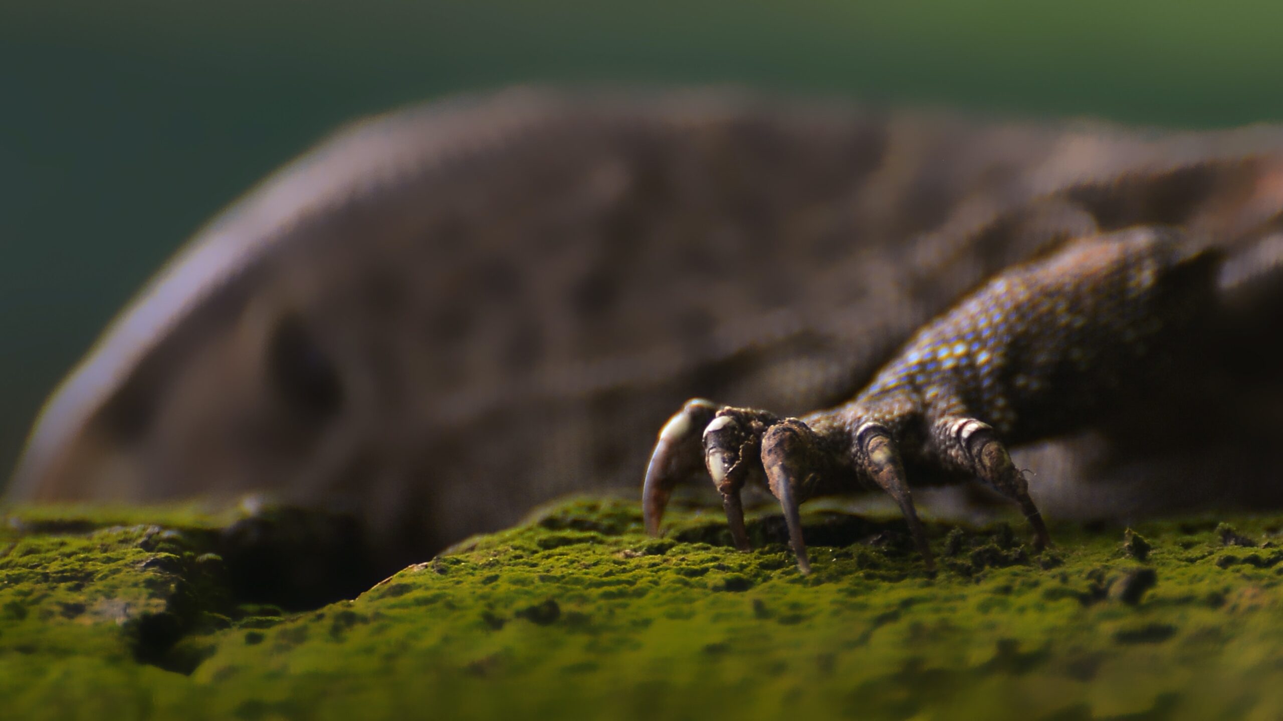 Komodo Liveaboard Experience