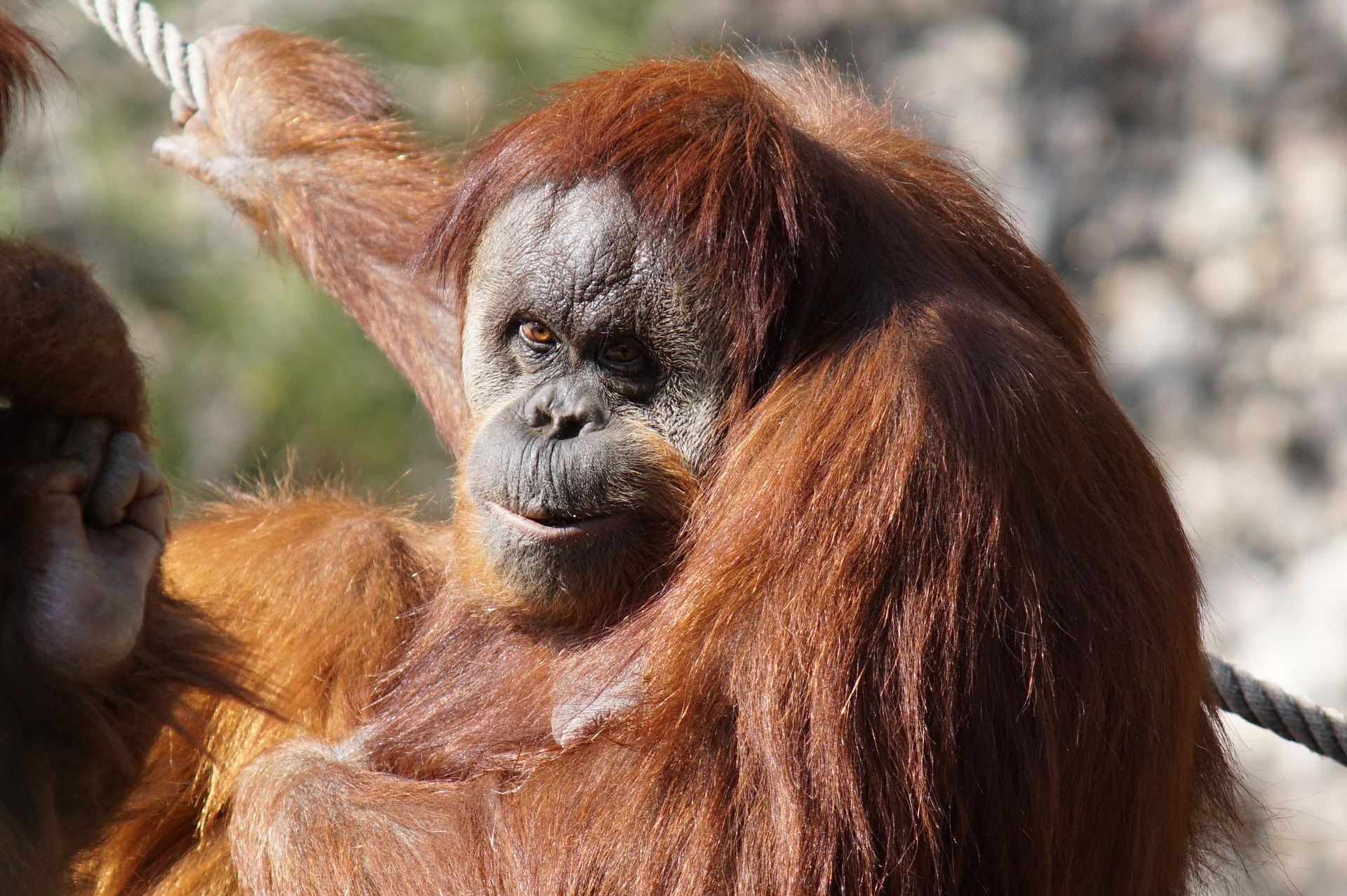 Kalimantan: Orangutans & Dayak Longhouse
