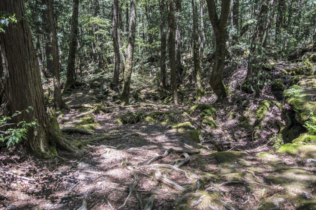 Moss-covered walking trail through Aokigahara forest near Mount Fuji