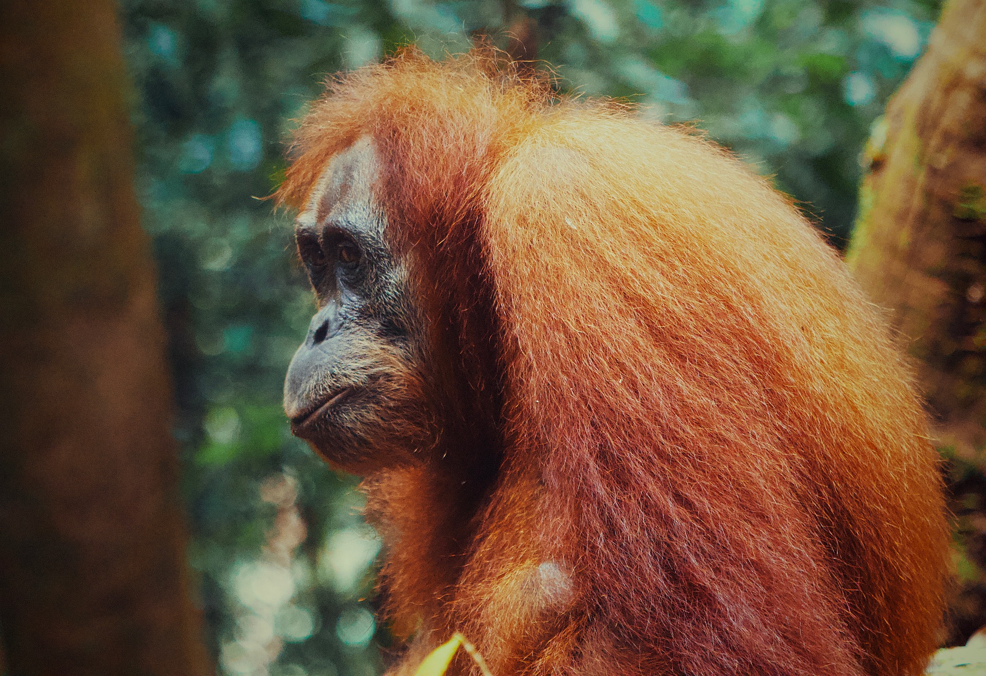 North Sumatra: Orangutans & Lake Toba